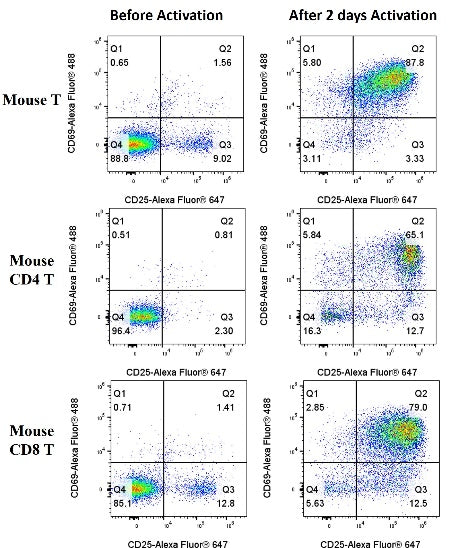 T Cell Activation/Expansion Kit, mouse（RUO）