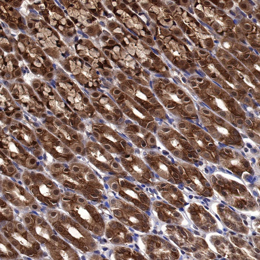 Peroxiredoxin 6 Rabbit Polyclonal Antibody