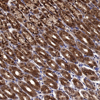 Peroxiredoxin 6 Rabbit Polyclonal Antibody