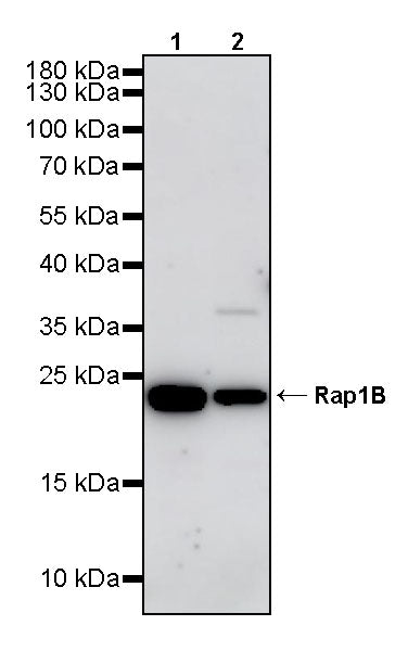 Rap1B Rabbit Polyclonal Antibody
