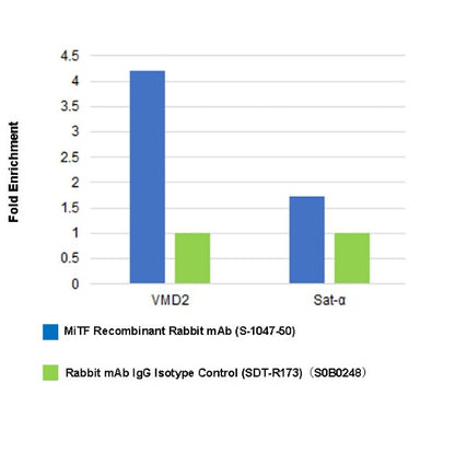 MiTF Recombinant Rabbit mAb (S-1047-50)