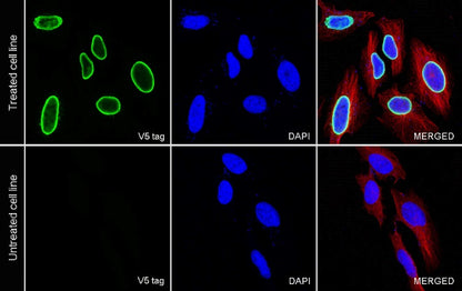 V5 Tag Recombinant Rabbit mAb (S-609-13)