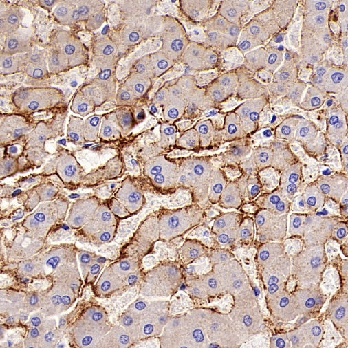 LPA Rabbit Polyclonal Antibody