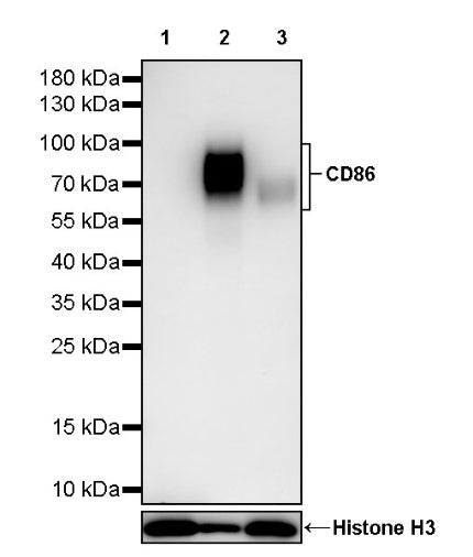 CD86 Recombinant Rabbit mAb (S-4222)