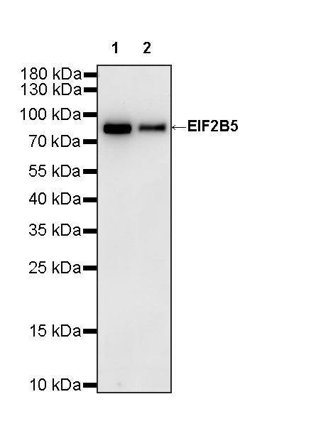 EIF2B5 Recombinant Rabbit mAb (S-3816-3)