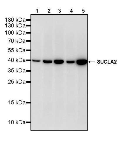 SUCLA2 Rabbit Polyclonal Antibody