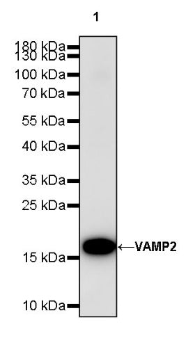 VAMP2 Recombinant Rabbit mAb (S-2359-2)