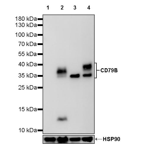 S-RMab® CD79B Recombinant Rabbit mAb (SDT-R513)