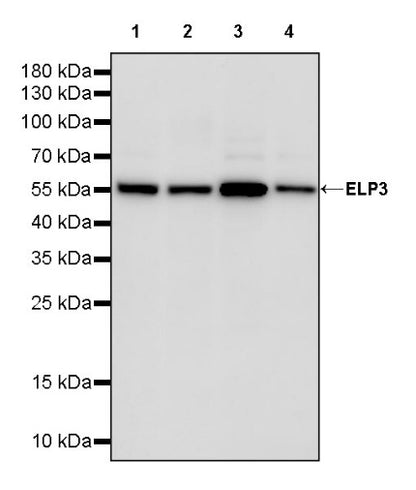 ELP3 Rabbit Polyclonal Antibody