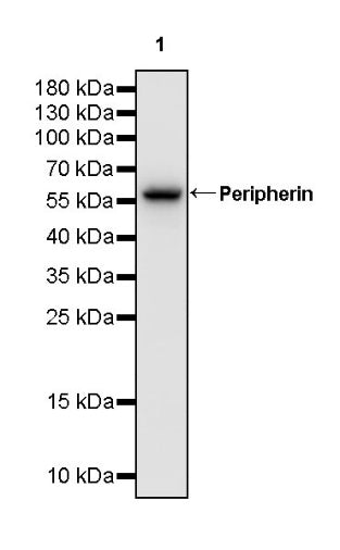 Peripherin Rabbit Polyclonal Antibody