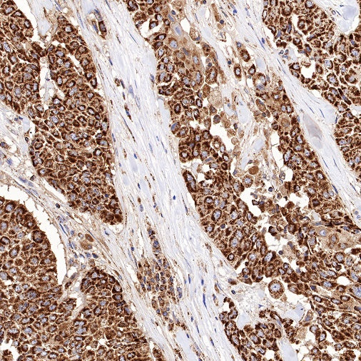SHMT2/SHMT Rabbit Polyclonal Antibody