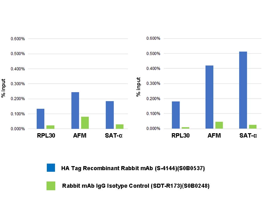 HA Tag Recombinant Rabbit mAb (S-4144)