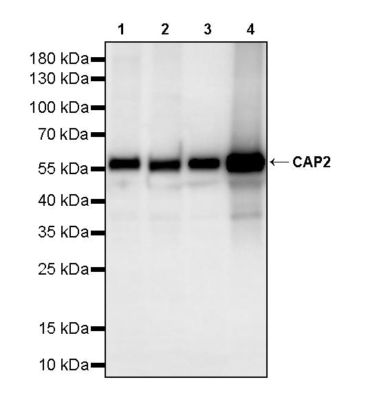 CAP2 Recombinant Rabbit mAb (S-4359-62)