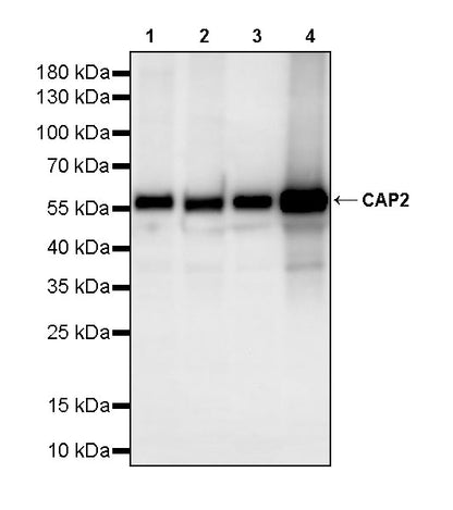CAP2 Recombinant Rabbit mAb (S-4359-62)