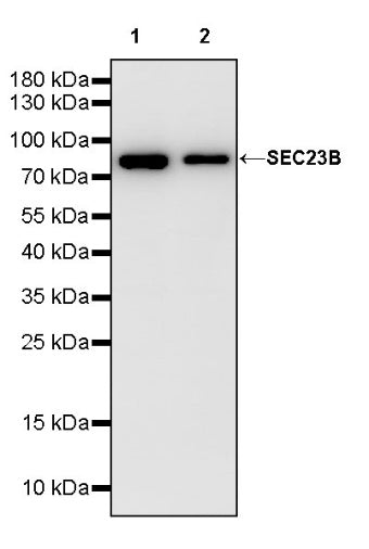 SEC23B Recombinant Rabbit mAb (S-1935-28)