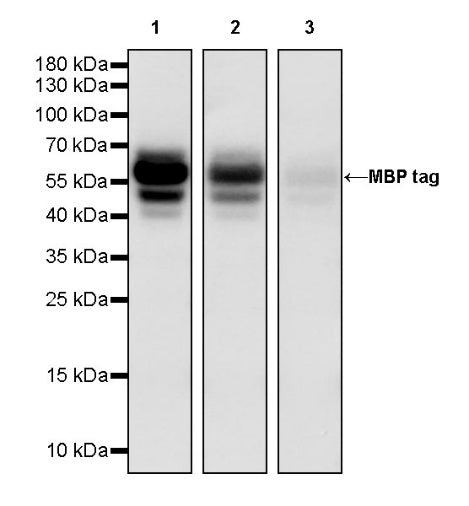 MBP tag Recombinant Rabbit mAb (HRP Conjugate) (S-925-33)