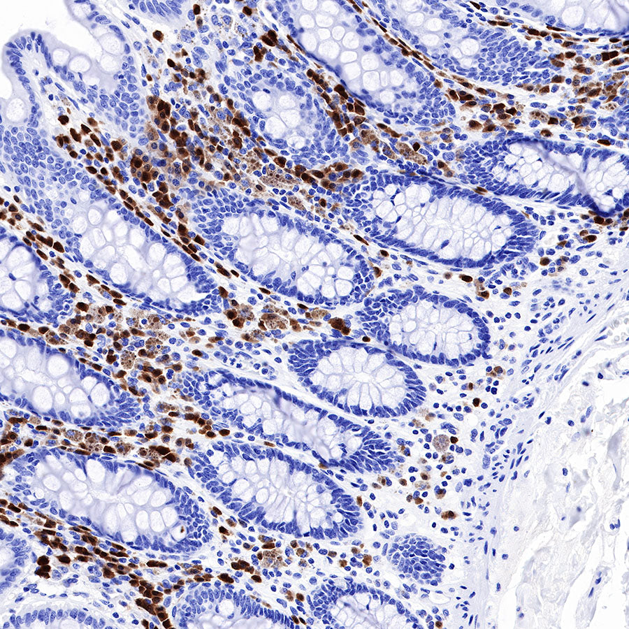 BOB-1 Recombinant Rabbit mAb (SDT-263-55)