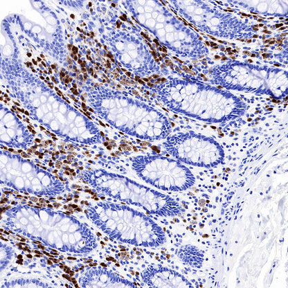 BOB-1 Recombinant Rabbit mAb (SDT-263-55)