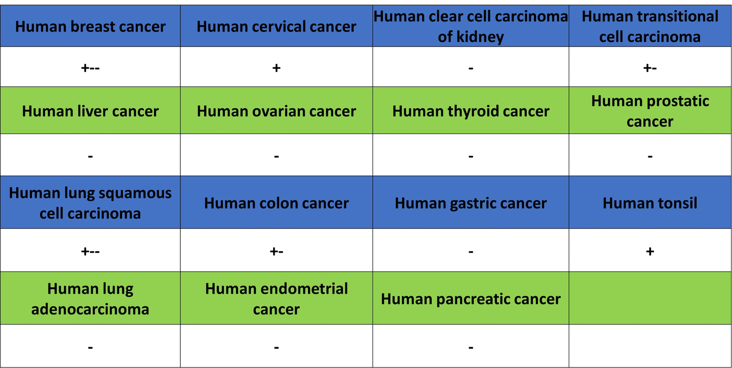 CDH3 Recombinant Rabbit mAb (S-3576-116)