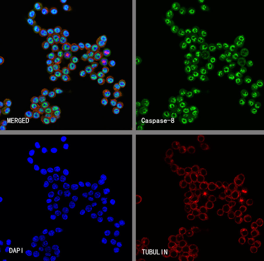 Caspase-8 Recombinant Rabbit mAb (S-2676-121)