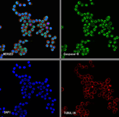 Caspase-8 Recombinant Rabbit mAb (S-2676-121)