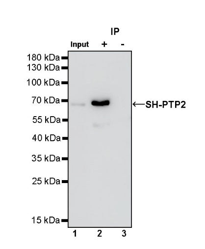 SH-PTP2 Recombinant Rabbit mAb (S-1318-2)