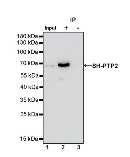 SH-PTP2 Recombinant Rabbit mAb (S-1318-2)