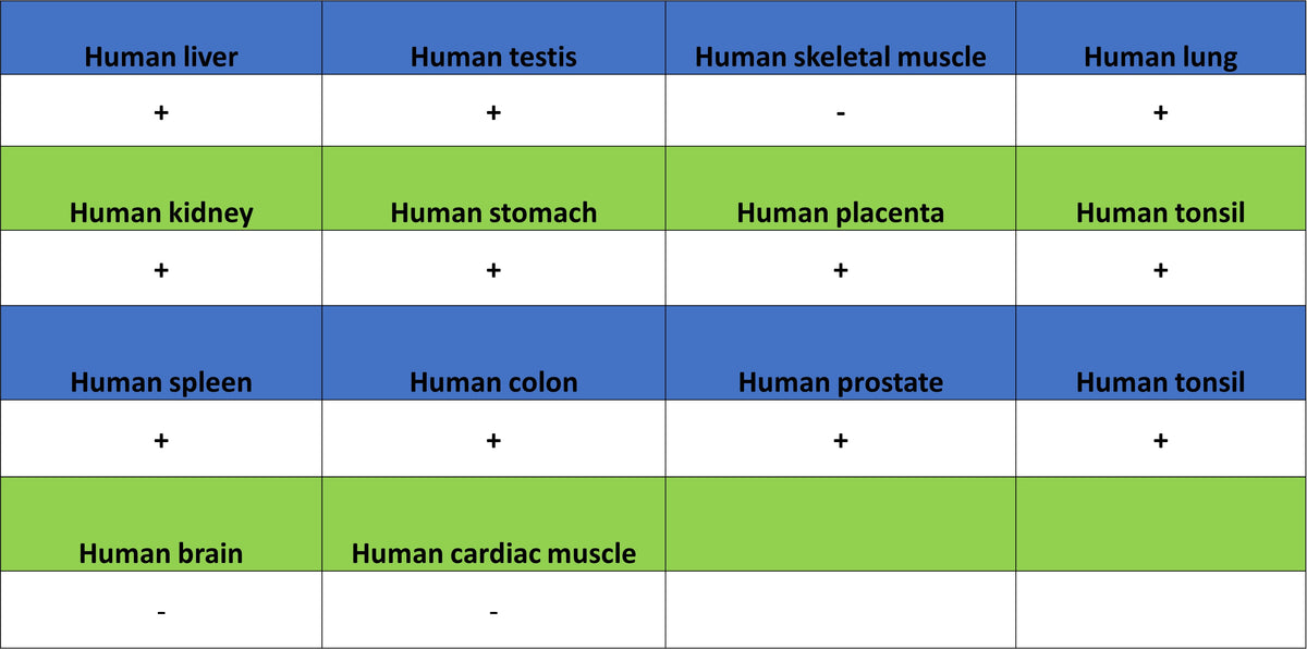 PTK7 Recombinant Rabbit mAb ,PBS Only(SDT-2432-136)