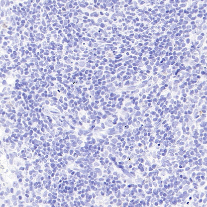 Mouse mAb IgA, κ Isotype Control (S-844-79-1)