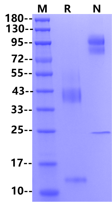 Latent TGF-β1 Protein, Mouse
