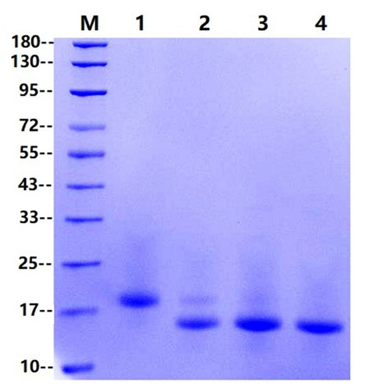 PNGase F(Glycerol-free)