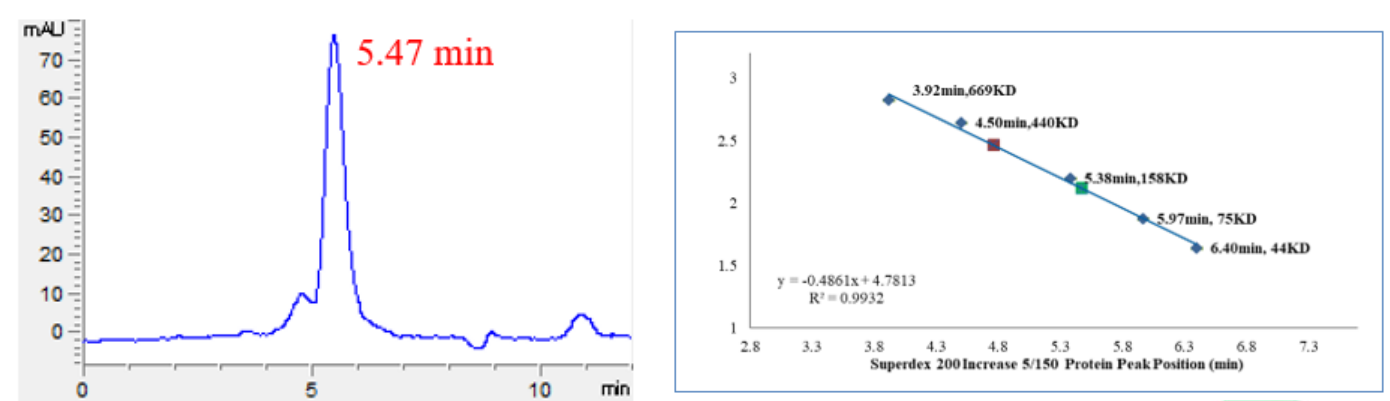 USP13 Protein