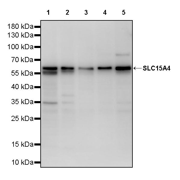 SLC15A4 Recombinant Rabbit mAb (S-2933-214)
