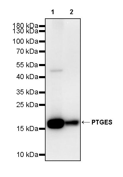 PTGES Recombinant Rabbit mAb (S-4351-18)