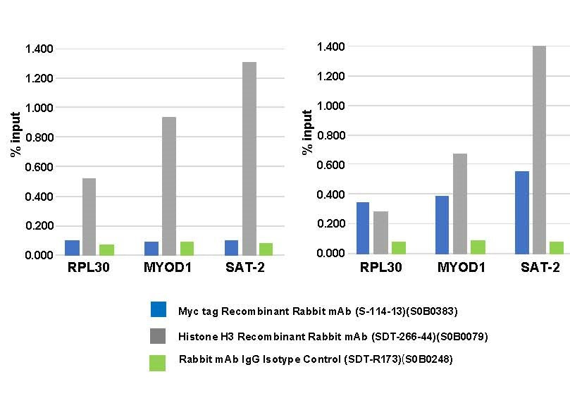 S-RMab® Myc tag Recombinant Rabbit mAb (S-114-13)