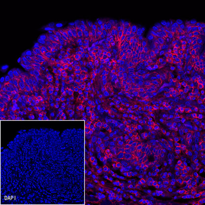 CD44 Mouse mAb (Alexa Fluor® 594 Conjugate) (S-630-174)