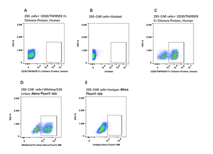 CD30/TNFRSF8 Fc Chimera Protein, Human