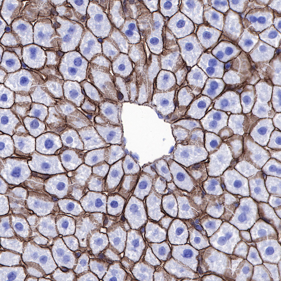 β-Catenin Recombinant Rabbit mAb,PBS Only (SDT-336-23)