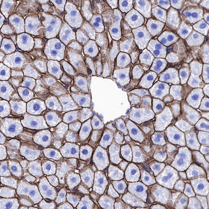β-Catenin Recombinant Rabbit mAb,PBS Only (SDT-336-23)