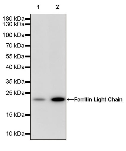 Ferritin Light Chain Recombinant Rabbit mAb (S-1879-19)