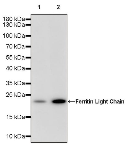 Ferritin Light Chain Recombinant Rabbit mAb (S-1879-19)