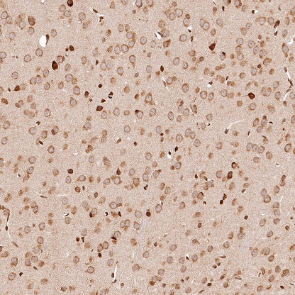 eIF4E Rabbit Polyclonal Antibody