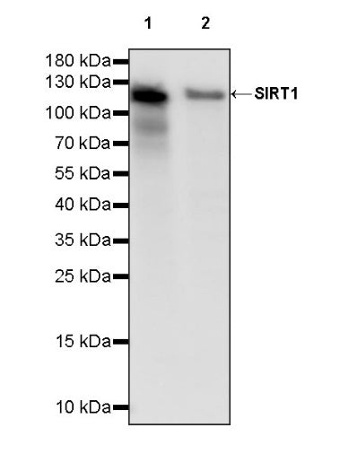 SIRT1 Recombinant Rabbit mAb (S-1886-15)