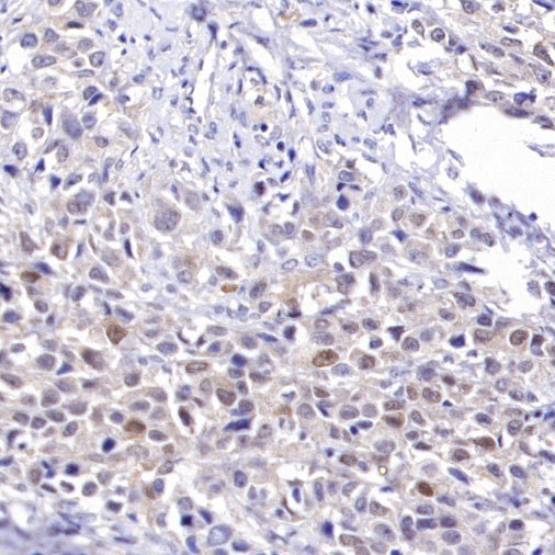 MYG1 Recombinant Rabbit mAb (S-2248-25)