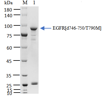 EGFR[d746-750/T790M] Protein