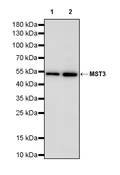 MST3 Recombinant Rabbit mAb (S-4026-22)
