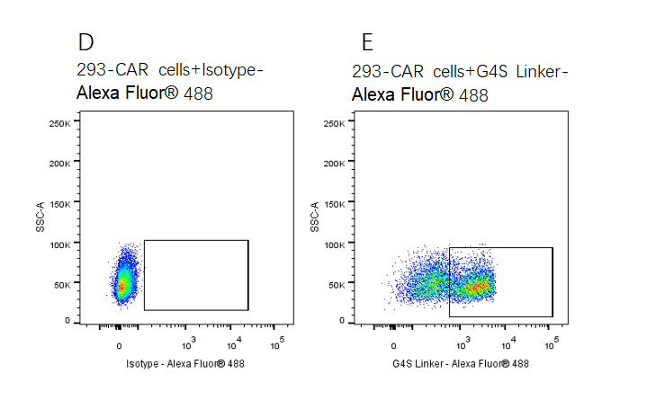 CD19 Fc Chimera Protein, Human