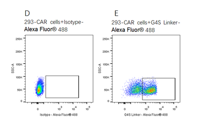 CD19 Fc Chimera Protein, Human