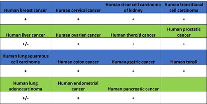 Ezrin Recombinant Rabbit mAb (S-1894-4)