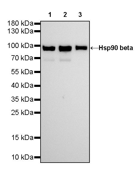 Hsp90 beta Recombinant Rabbit mAb (SDT-359-59)
